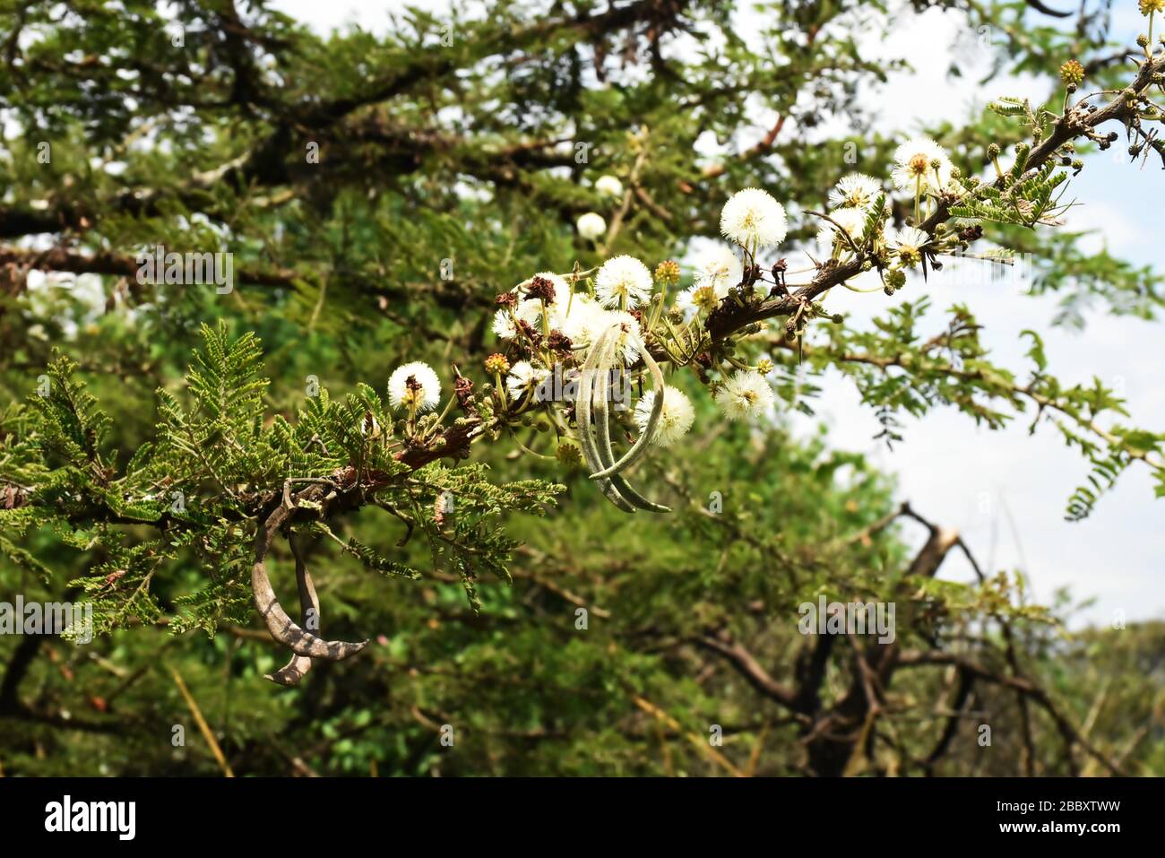 Akazienzweig und Blumen im Savannenwald in der östlichen Provinz Ruanda, Ostafrika Stockfoto