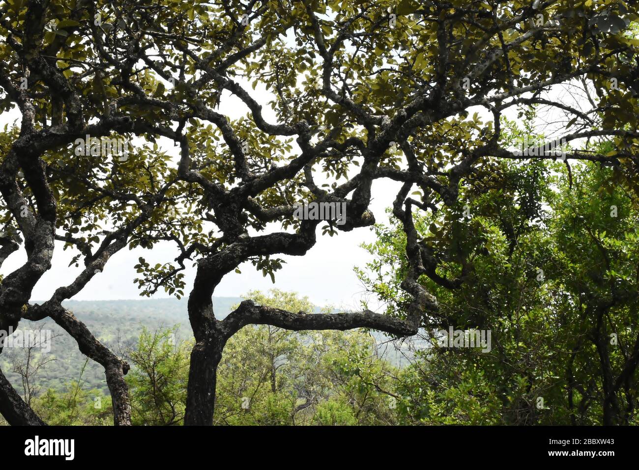 Große Äste eines Baumes in einem natürlichen Wald in Ruanda, Ostafrika Stockfoto