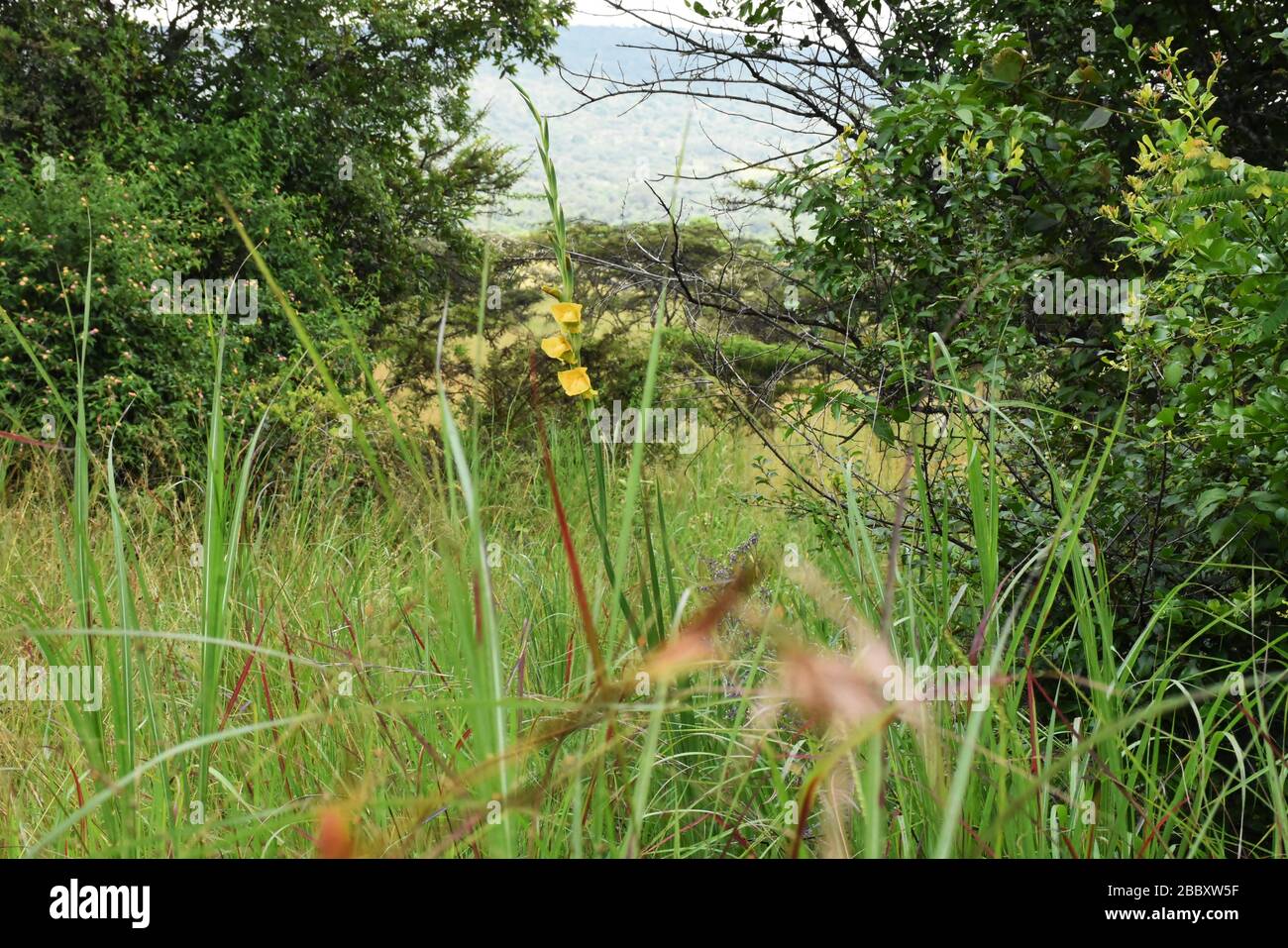 Gelbe Blumenpflanze im Gabiro-Wald in Gatsibo, Ruanda Stockfoto