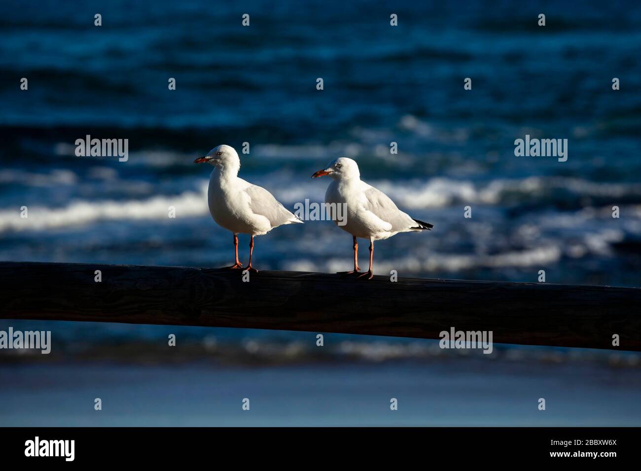 Möwen stehen an einem Zaun an einem Strand bei Sonnenuntergang in Queensland, Australien. Stockfoto