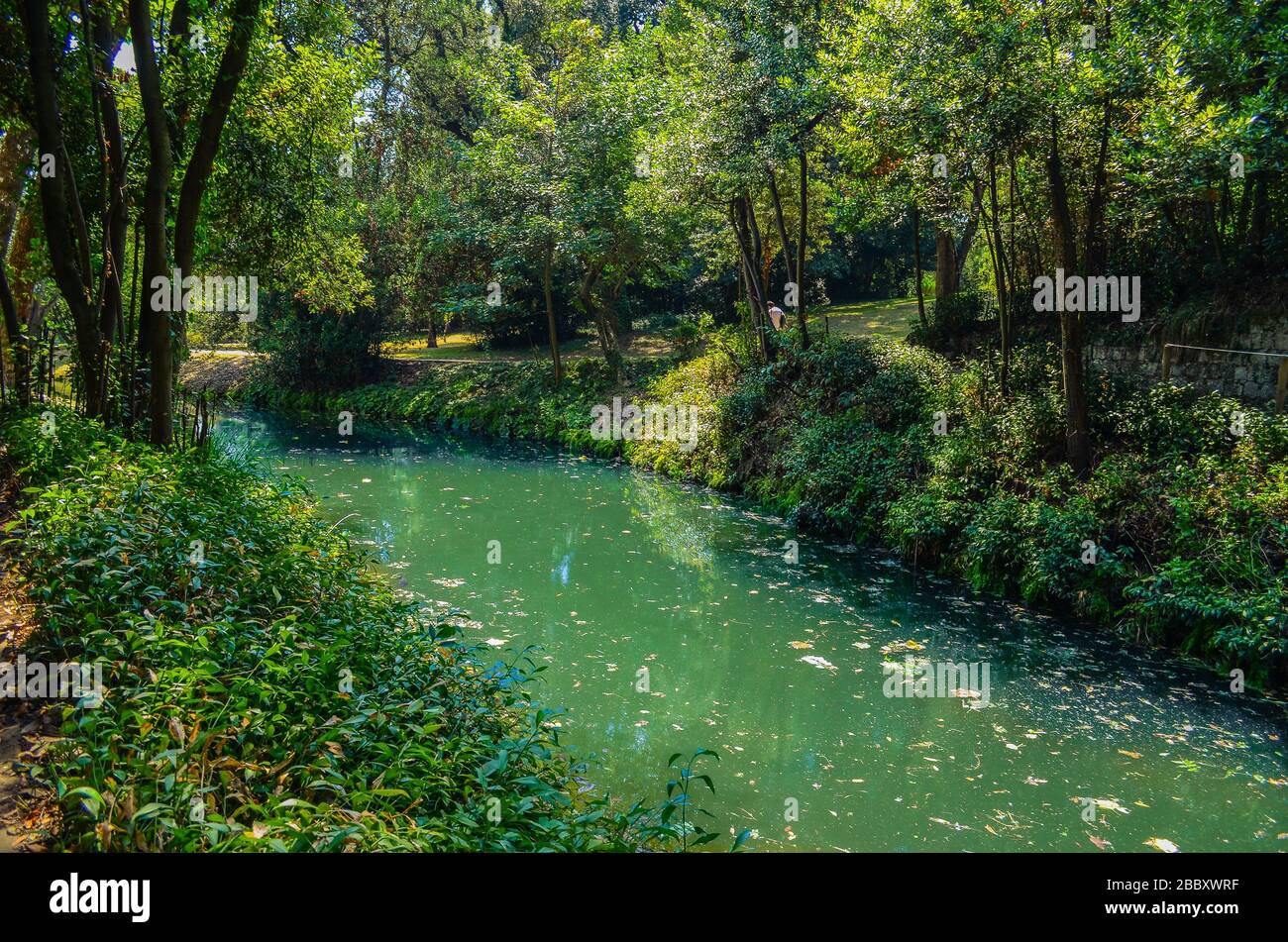 Kleiner Fluss im tiefgrünen Wald Stockfoto