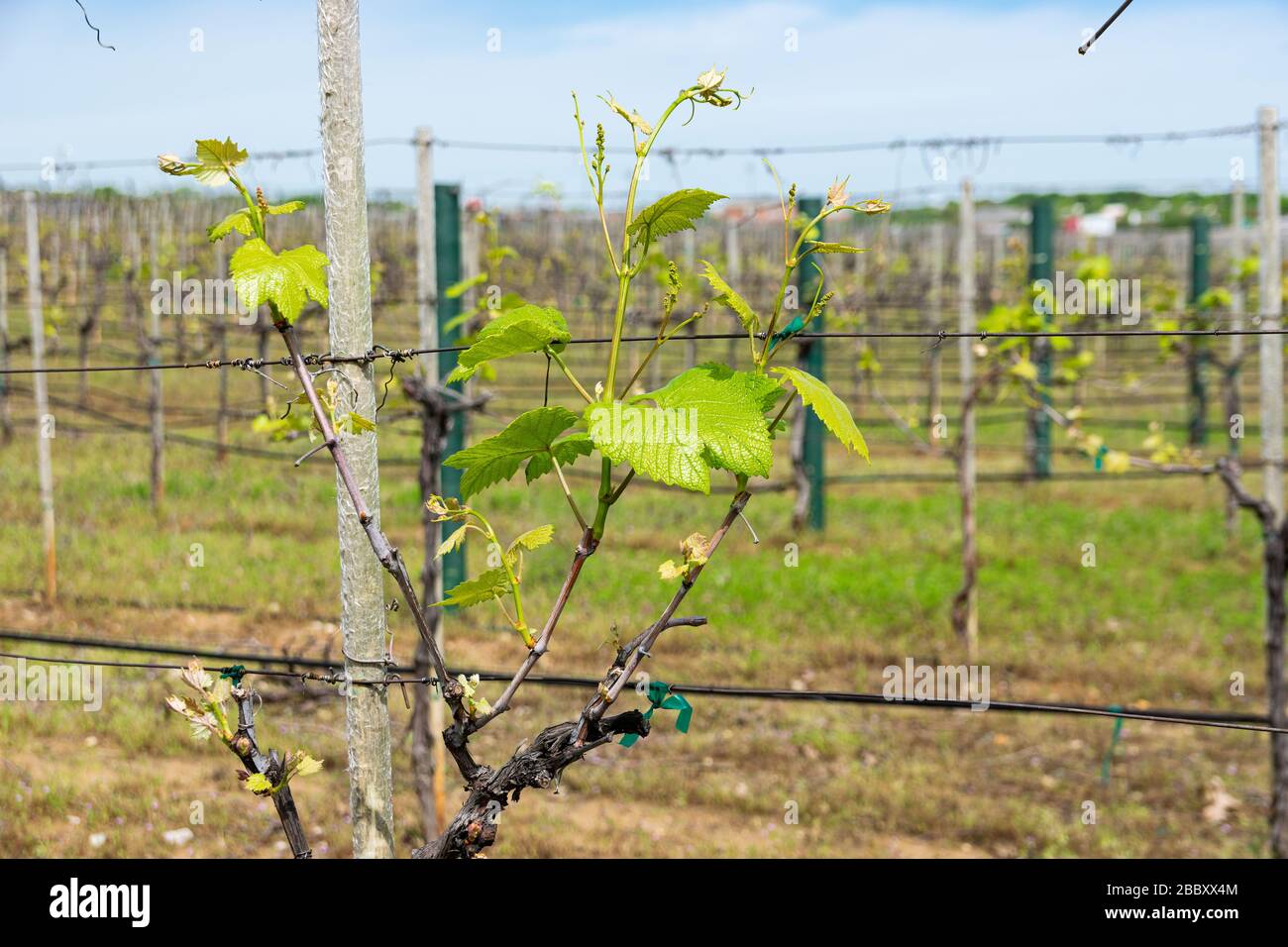 Weingut-Trunk im Weingut Weinberg umschlungen sich auf Reihendrähten und sprießen neue Reben mit leuchtend grünen Blättern, die das Sonnenlicht an einem Frühlingnachmittag strahlen. Stockfoto