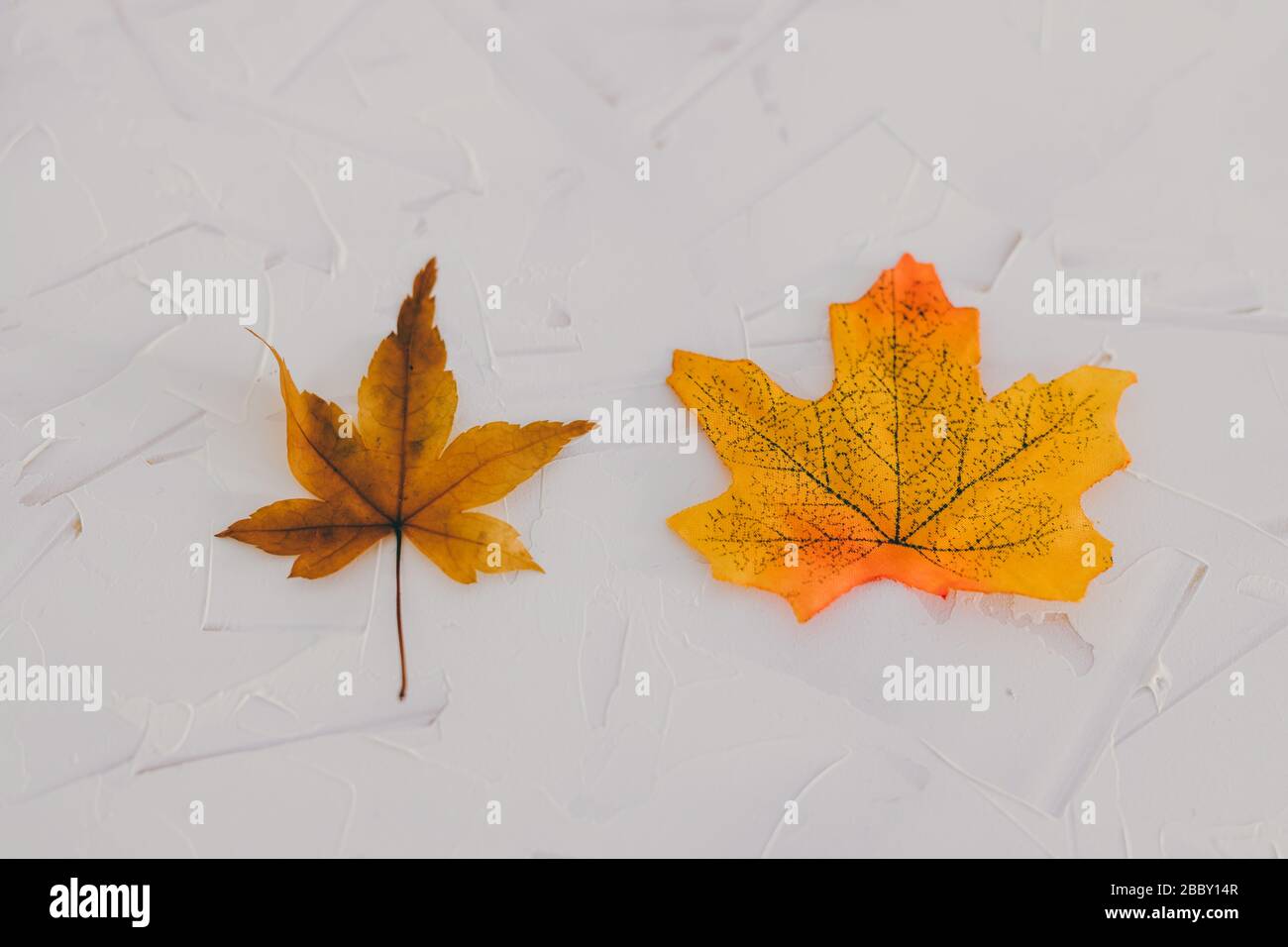 Echte vs. Gefälschte konzeptuelle Stillleben-Serien, echte Herbst-Ahorn-Blätter vs. Kunststoff-Nachbau Stockfoto
