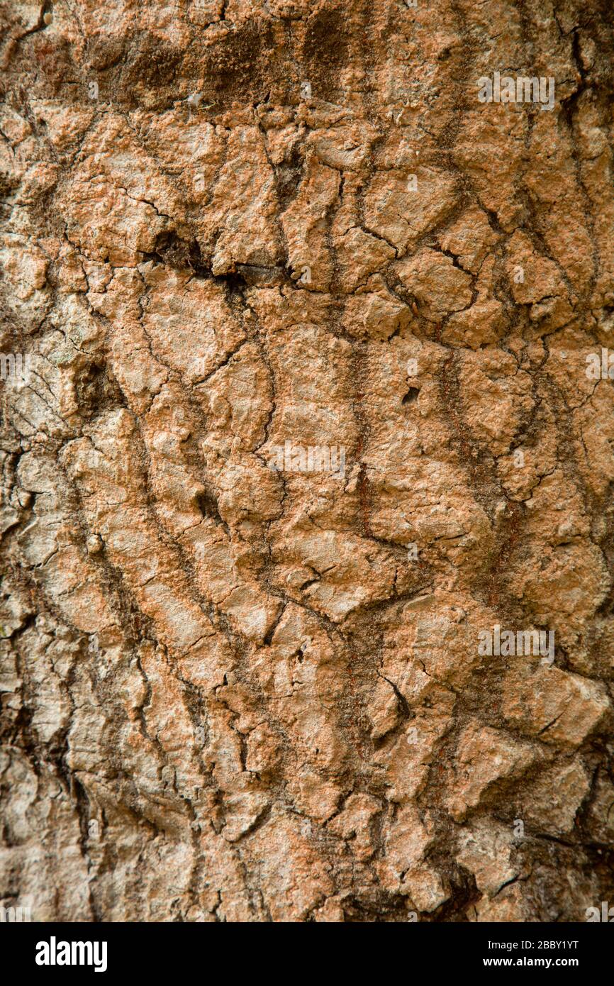 Oak Trunk entlang Indian Beach Nature Trail, Tomales Bay State Park, Kalifornien Stockfoto
