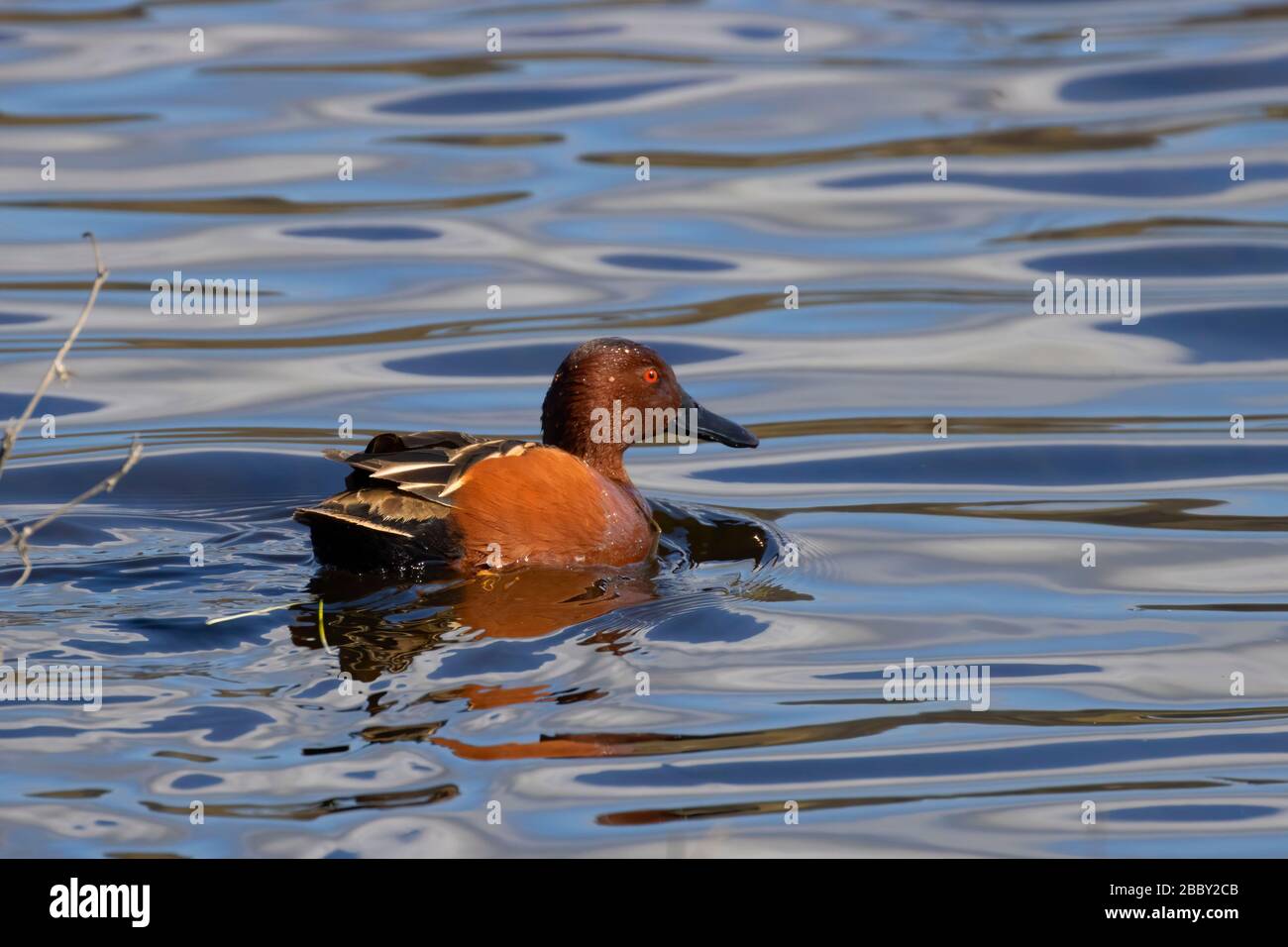 Zimtteal, Baskett Slough National Wildlife Refuge, Oregon Stockfoto