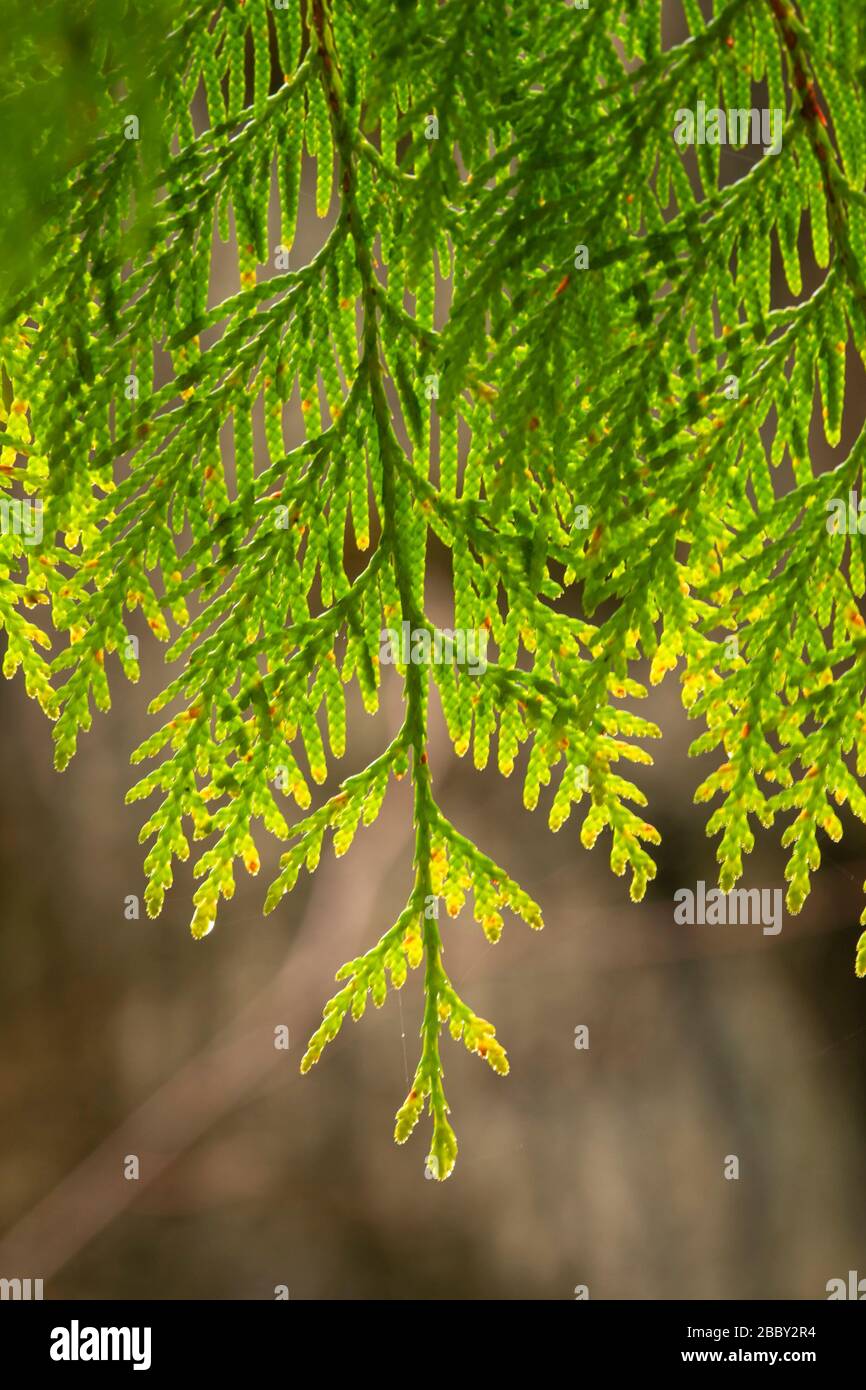 Old growth western red cedar Fotos und Bildmaterial in hoher
