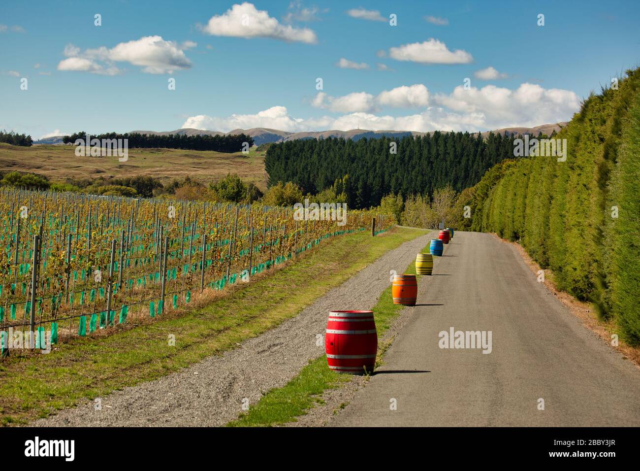 Ein Farbschlack in der Reihe der bemalten Weinfässer neben Reihen von Weinreben im Eingang der Weinbergeinfahrt Stockfoto