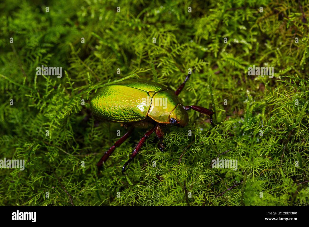 Grüner Schmuckkäfer (Chrysina boucardi) ruht auf Moos im Santa Elena Cloud Forest Reserve, Monteverde, Costa Rica. Stockfoto