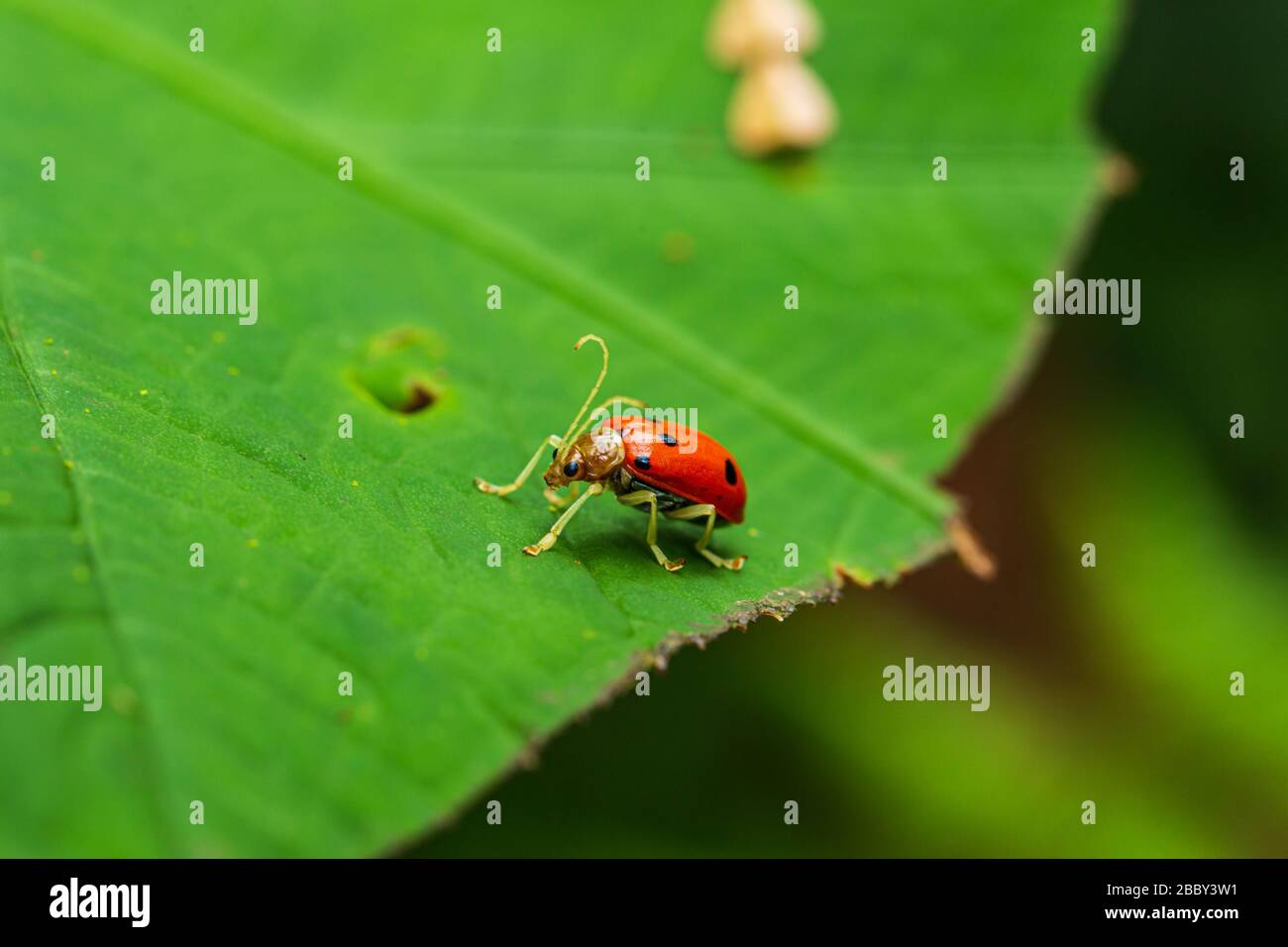 Rot-schwarz gefleckte Blattkäfer, die auf einem Blatt im Santa Elena Cloud Forest Reserve, Monteverde, Costa Rica ruhen. Stockfoto