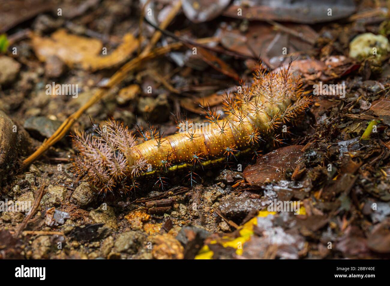 Ein giftiger Stachelmuth Raupe (Automeris postalbida) im Santa Elena Cloud Forest Reserve, Monteverde, Costa Rica. Stockfoto