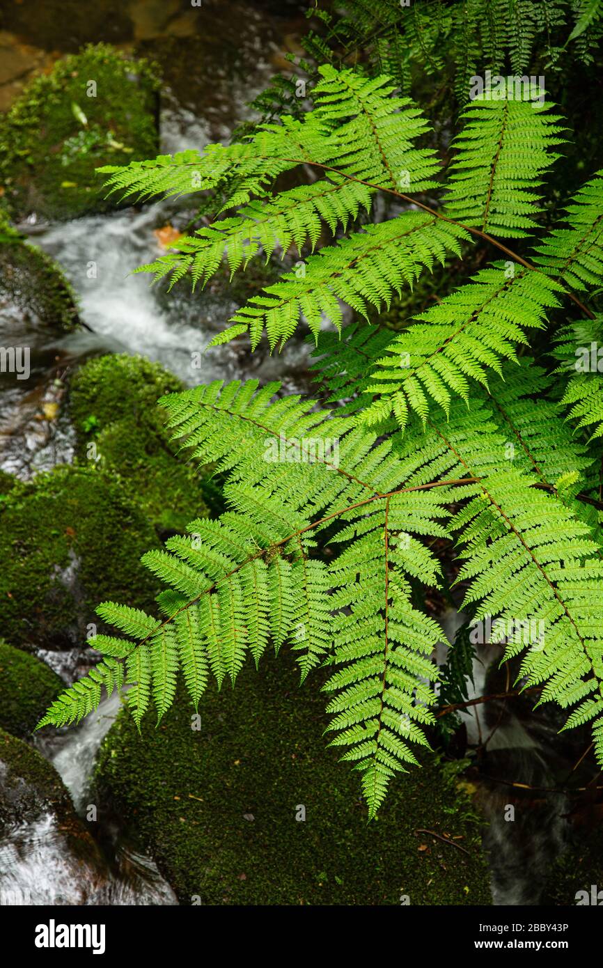 Wilde Farne wachsen über einem Bach im Santa Elena Cloud Forest Reserve in Monteverde, Costa Rica. Stockfoto