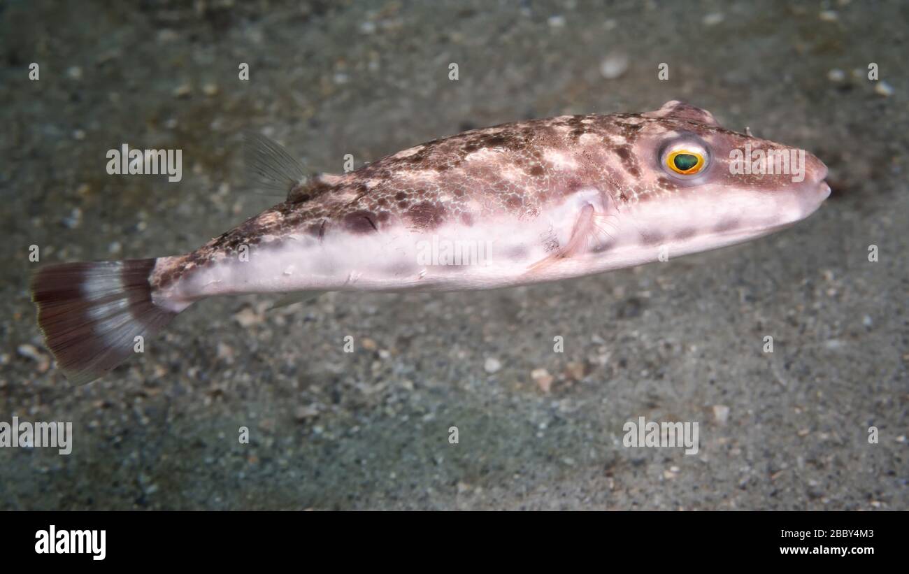Neugierige Bandtailpuffer (Sphoeroides spengleri) beim Fotografieren, Riviera Beach, Florida, Vereinigte Staaten, Nordamerika, Atlantik, Farbe Stockfoto