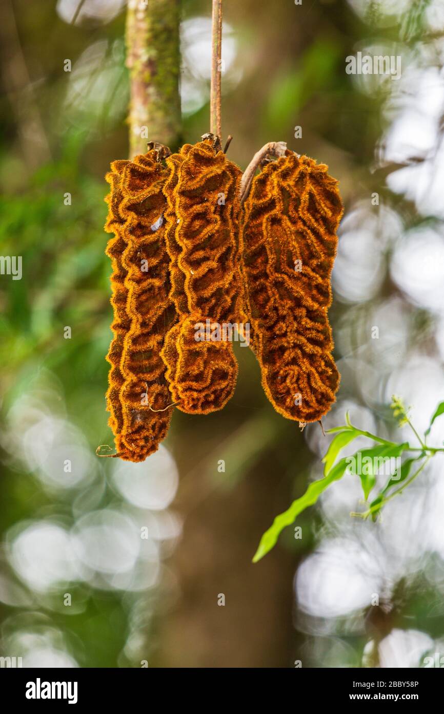 Ochsenaugen-Bohnen (Mucuna urens) hängen im Wald des Curi Cancha Wildlife Refuge in Monteverde, Costa Rica. Stockfoto