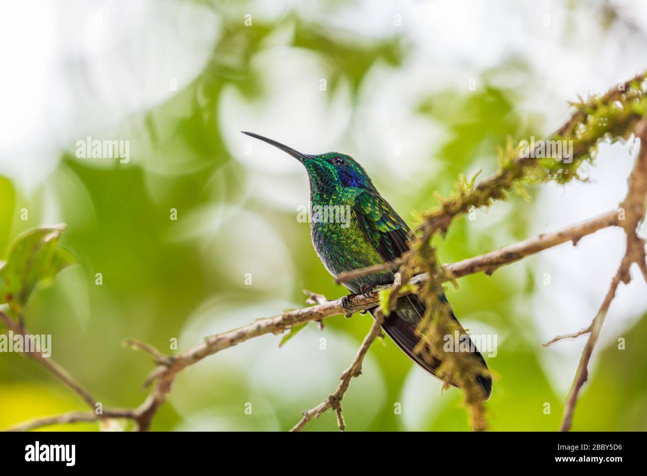 Kleine Bratsche (Colibri cyanotus) im Curi Cancha Wildlife Refuge in Monteverde, Costa Rica. Stockfoto