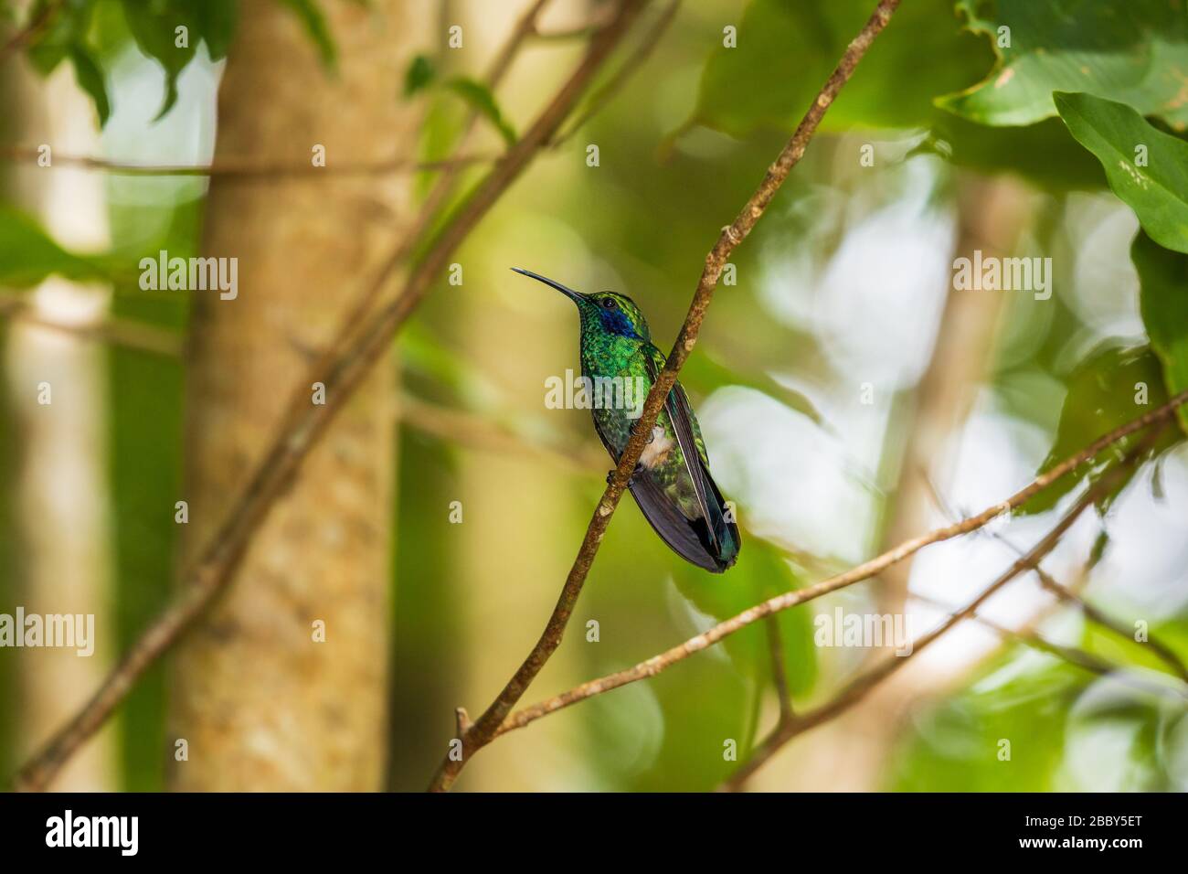 Kleine Bratsche (Colibri cyanotus) im Curi Cancha Wildlife Refuge in Monteverde, Costa Rica. Stockfoto