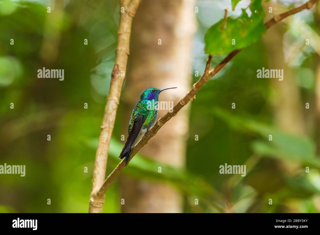 Kleine Bratsche (Colibri cyanotus) im Curi Cancha Wildlife Refuge in Monteverde, Costa Rica. Stockfoto