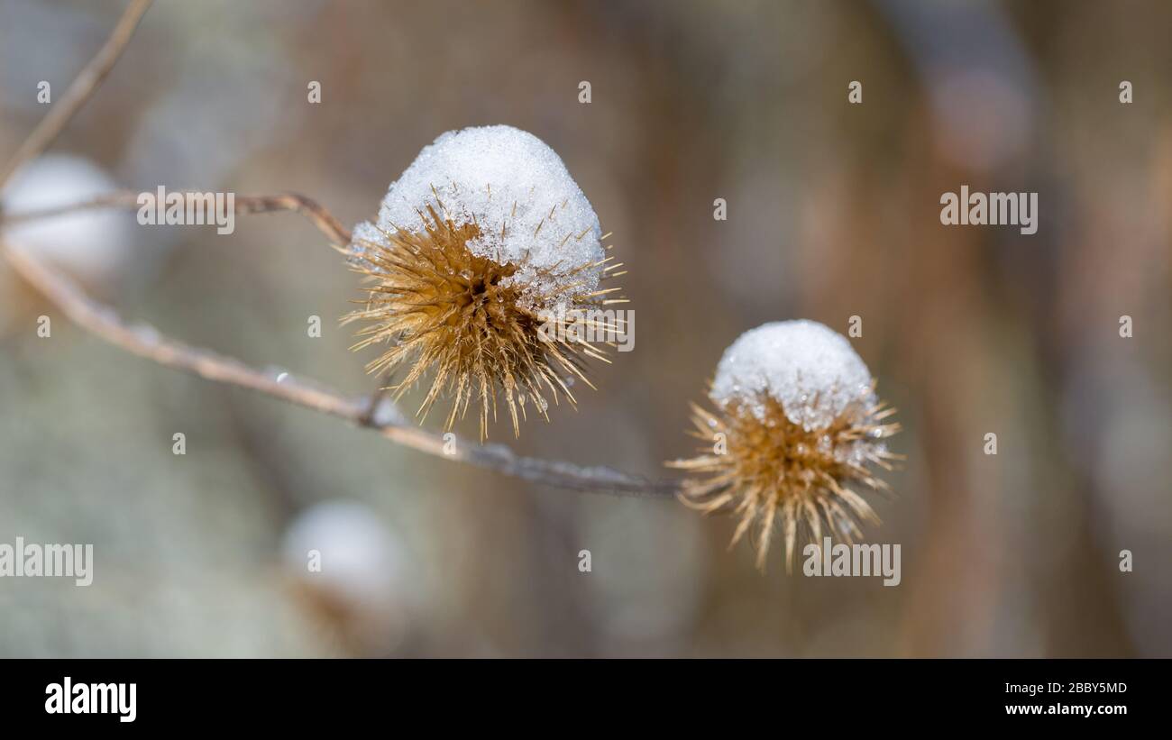 Nahaufnahme/Makro eines schneebedeckten Burdocks (Arctium). Schnee im Frühling. Verschwommener Hintergrund, Panoramaformat. Stockfoto