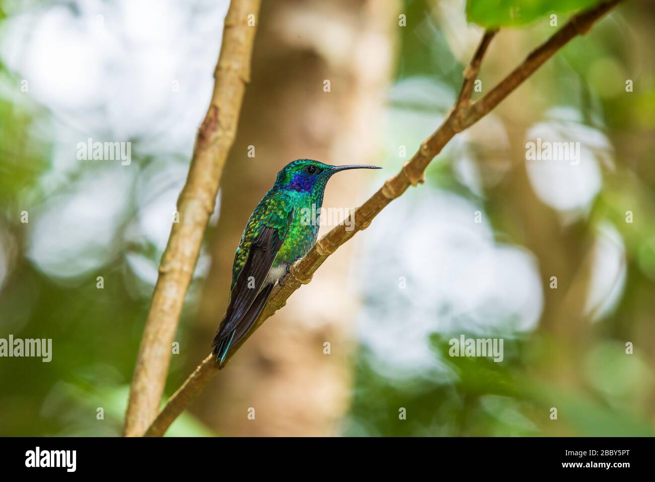 Kleine Bratsche (Colibri cyanotus) im Curi Cancha Wildlife Refuge in Monteverde, Costa Rica. Stockfoto