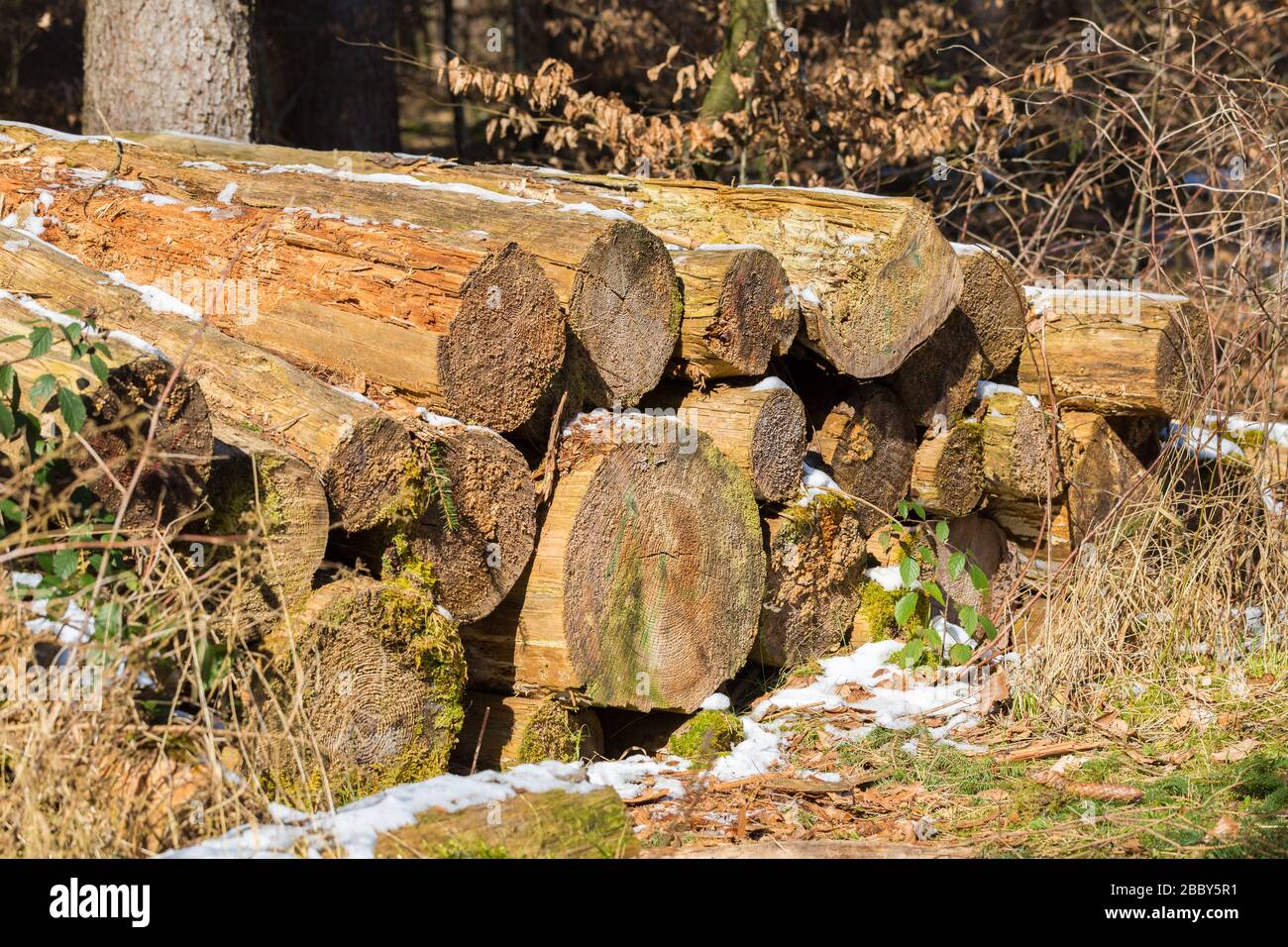 Holzstämme, teilweise verrottet und mit Moos bedeckt. In einem bayerischen Wald. Dazwischen Schnee. Symbol für Forstwirtschaft, Holzschnitt, Abholzung. Stockfoto