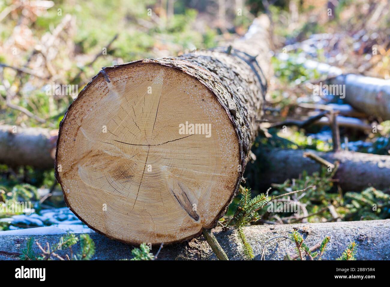 Entlang eines ausgeschnittenen Baumstamms anzeigen. Mit leichten Rissen in Richtung der geschnittenen Holzbaumsektion. Symbol für das Schneiden von Holz, Holzeinschlag usw. Stockfoto