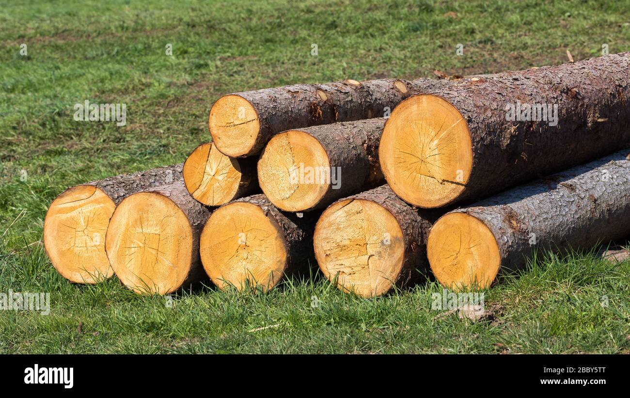 Haufen von Baumstämmen auf einer Wiese. Heap von Baumstämmen. Schnitt reinigen. Symbol für Holzfällerei, Holzschnitt, Forstarbeit. Panoramaformat. Stockfoto