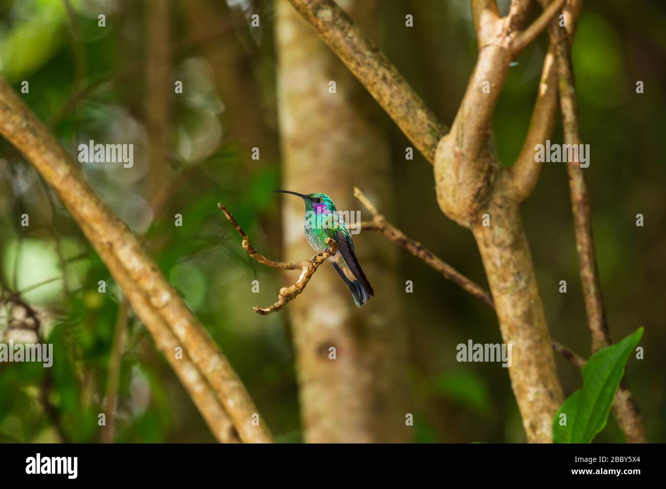 Kleine Bratsche (Colibri cyanotus) im Curi Cancha Wildlife Refuge in Monteverde, Costa Rica. Stockfoto