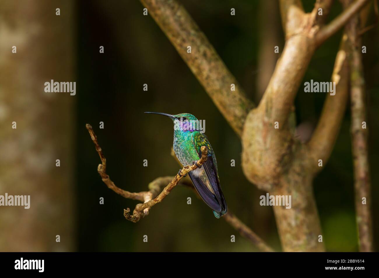 Kleine Bratsche (Colibri cyanotus) im Curi Cancha Wildlife Refuge in Monteverde, Costa Rica. Stockfoto