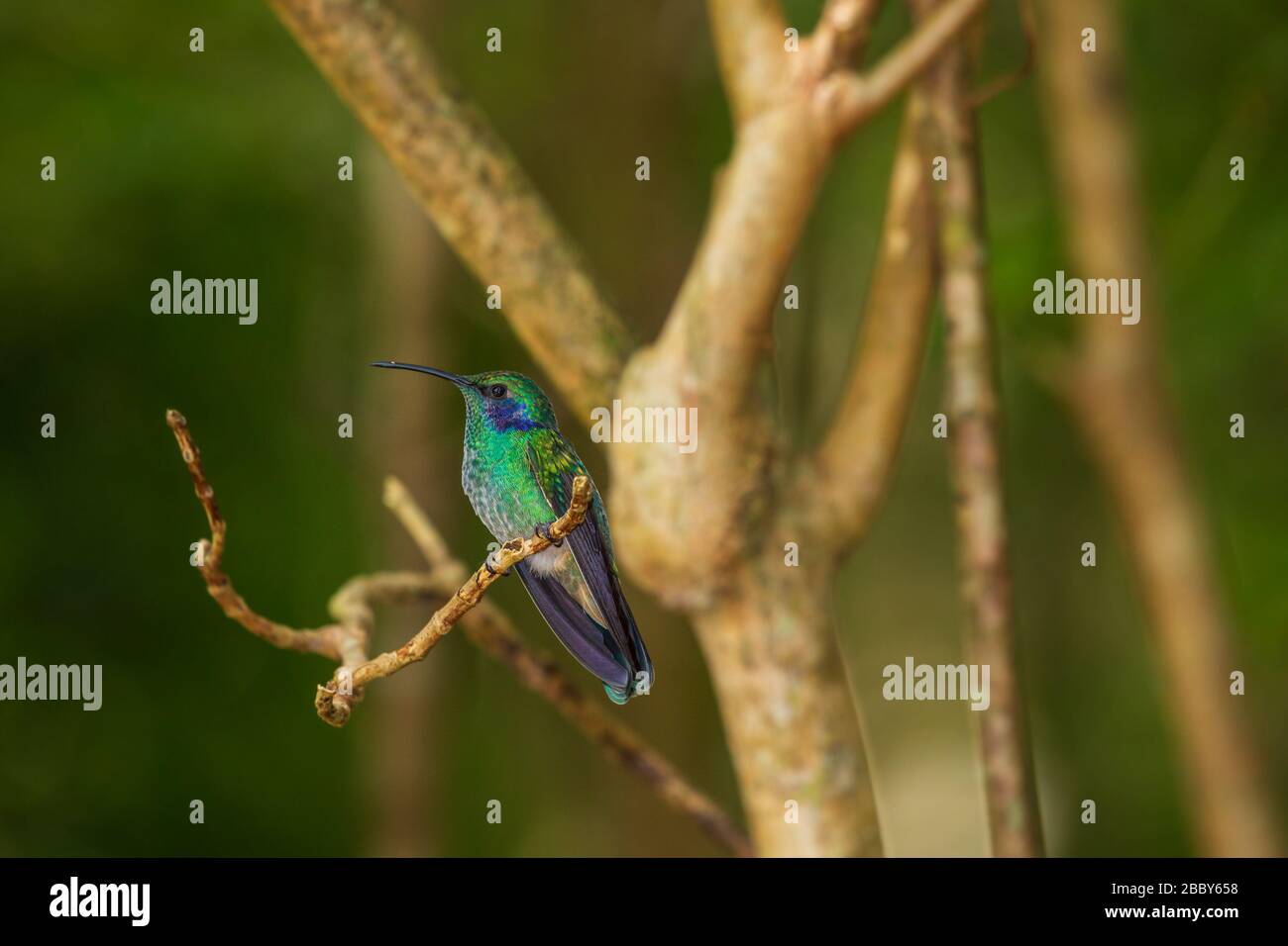 Kleine Bratsche (Colibri cyanotus) im Curi Cancha Wildlife Refuge in Monteverde, Costa Rica. Stockfoto