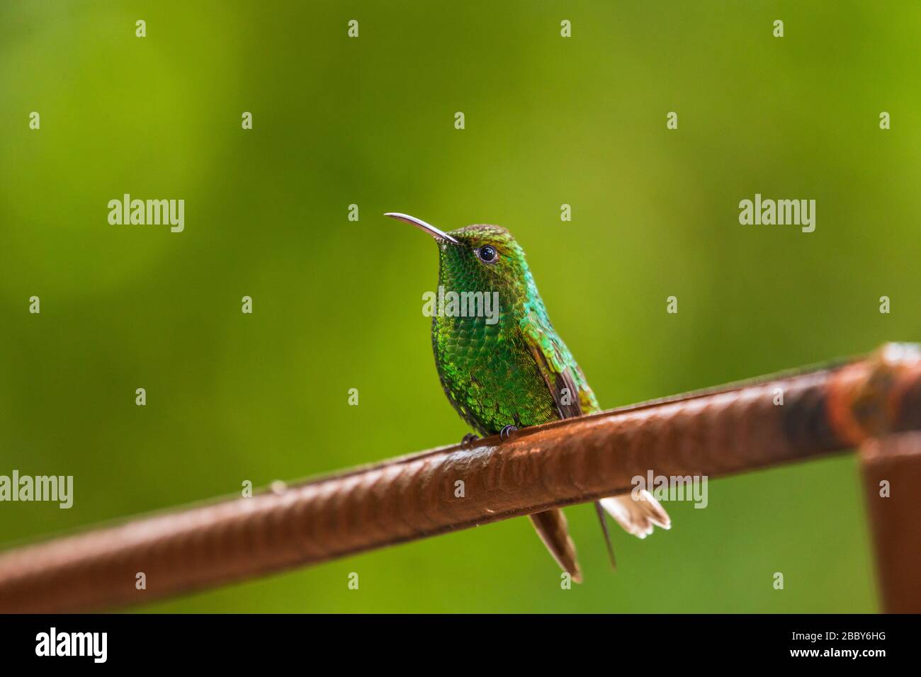 Kupferkopfiger Smaragd (Elvira cupreiceps) an einer Kolibri-Futterstation im Curi Cancha Wildlife Refuge, Monteverde, Costa Rica. Stockfoto