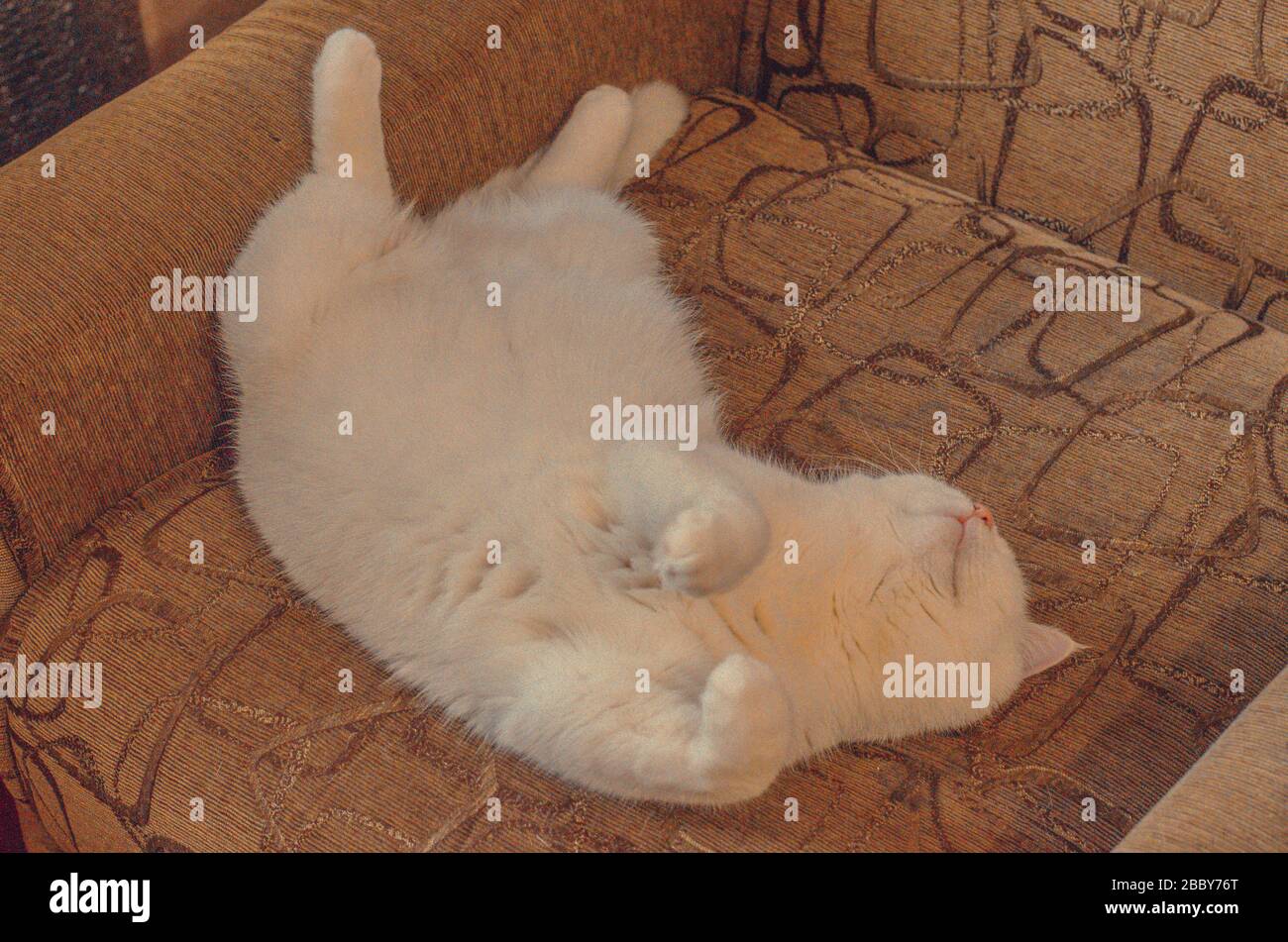 Weiße Katze schläft auf dem Rücken auf dem Stuhl Stockfoto
