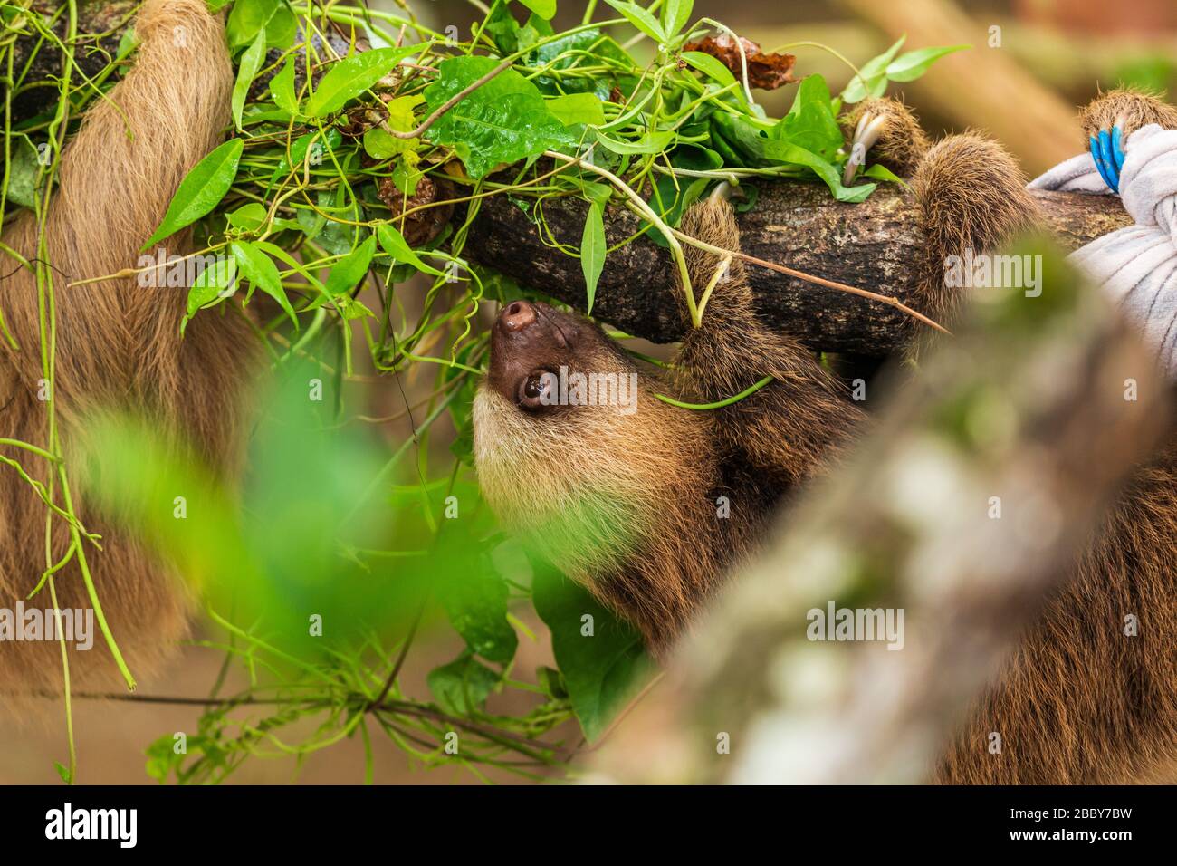 Zweitoiger Sloth (Chooloepus hoffmanni), der auf einem Abzweig beim Jaguar Rescue Centre in Puerto Viejo de Talamanca in der Provinz Limon, Costa Rica klettert. Stockfoto