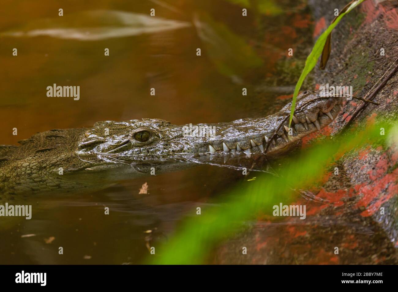Caiman (Caiman crocodilus) im Jaguar Rescue Centre, JRC in Puerto Viejo de Talamanca, Costa Rica. Stockfoto