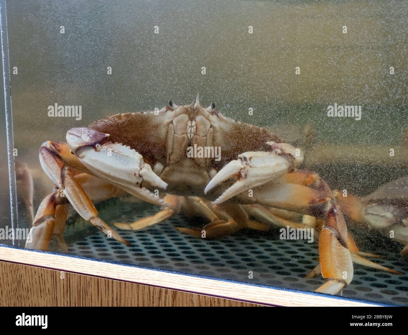 Dungeness Crab am Rand des Wassertanks in einem Markt für Fischrestaurants Stockfoto