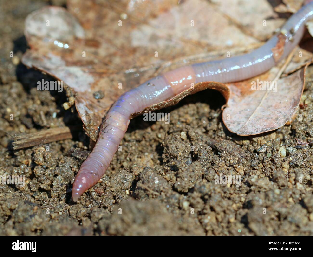 Regenwurm auf Erde mit trockenem Eichenblatt, Nahaufnahme, Makroschuss Hintergrund Stockfoto