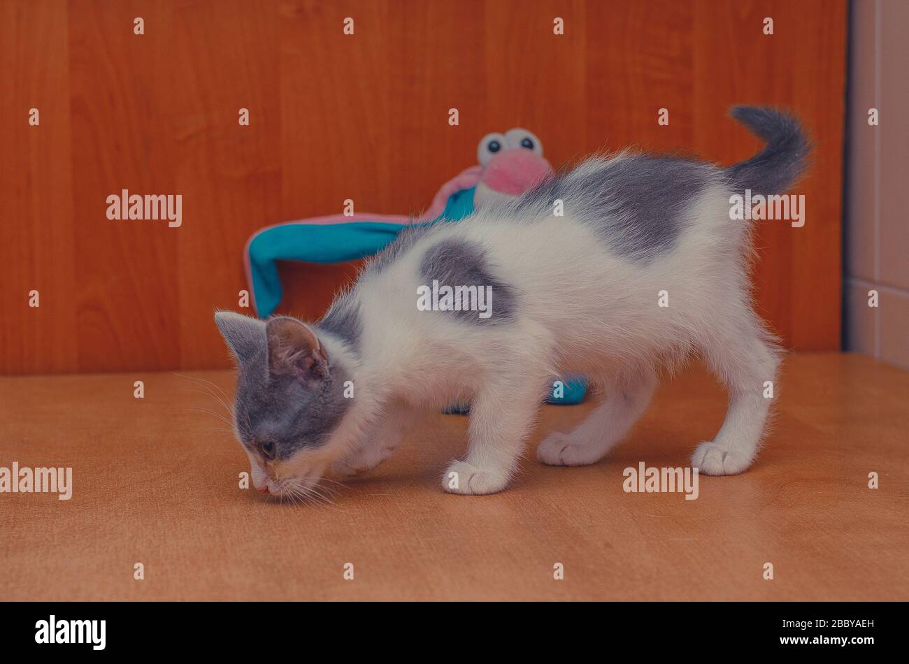 Weißgraue Kätzchen schnüffeln den Boden Stockfoto