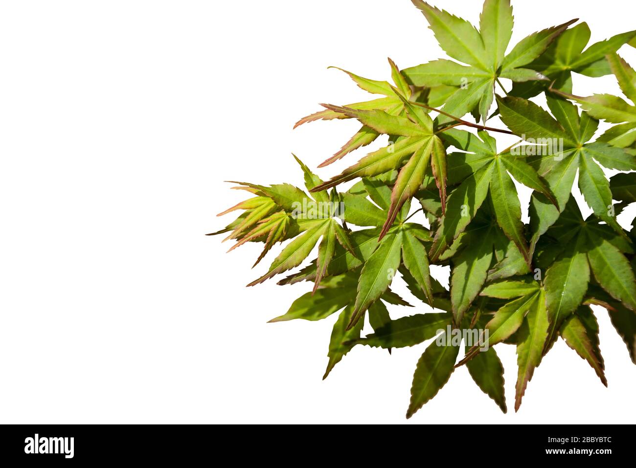 Grünes Ahorn-Blatt. Drei Ahorn-Blätter haben im Herbst ihre Farbe gewechselt. Stockfoto