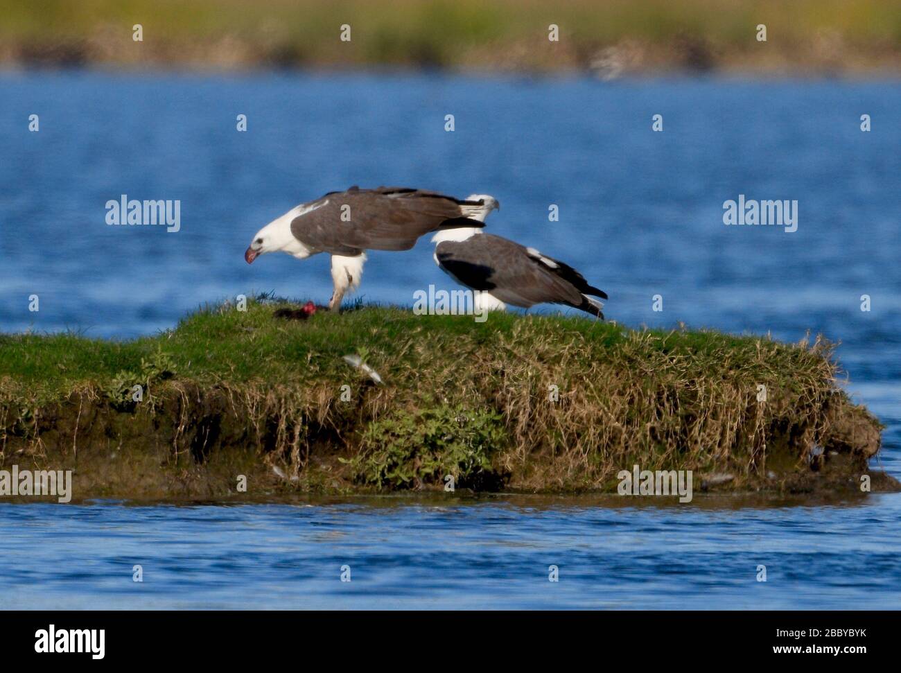 Der männliche Seeadler verschlang eine halbe Stunde das Schwein, bevor er zurücktrat, um die Beute mit seinem Partner zu teilen. AUSTRALIEN: VERBLÜFFENDE Fotos beweisen t Stockfoto Der männliche Seeadler verschlang eine halbe Stunde das Schwein, bevor er zurücktrat, um die Beute mit seinem Partner zu teilen. AUSTRALIEN: VERBLÜFFENDE Fotos beweisen t Stockfoto
