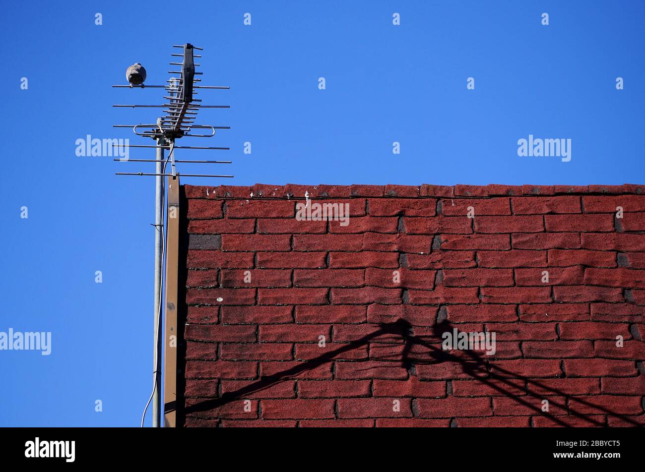 Vogel auf der Antenne auf dem roten Dach Stockfoto