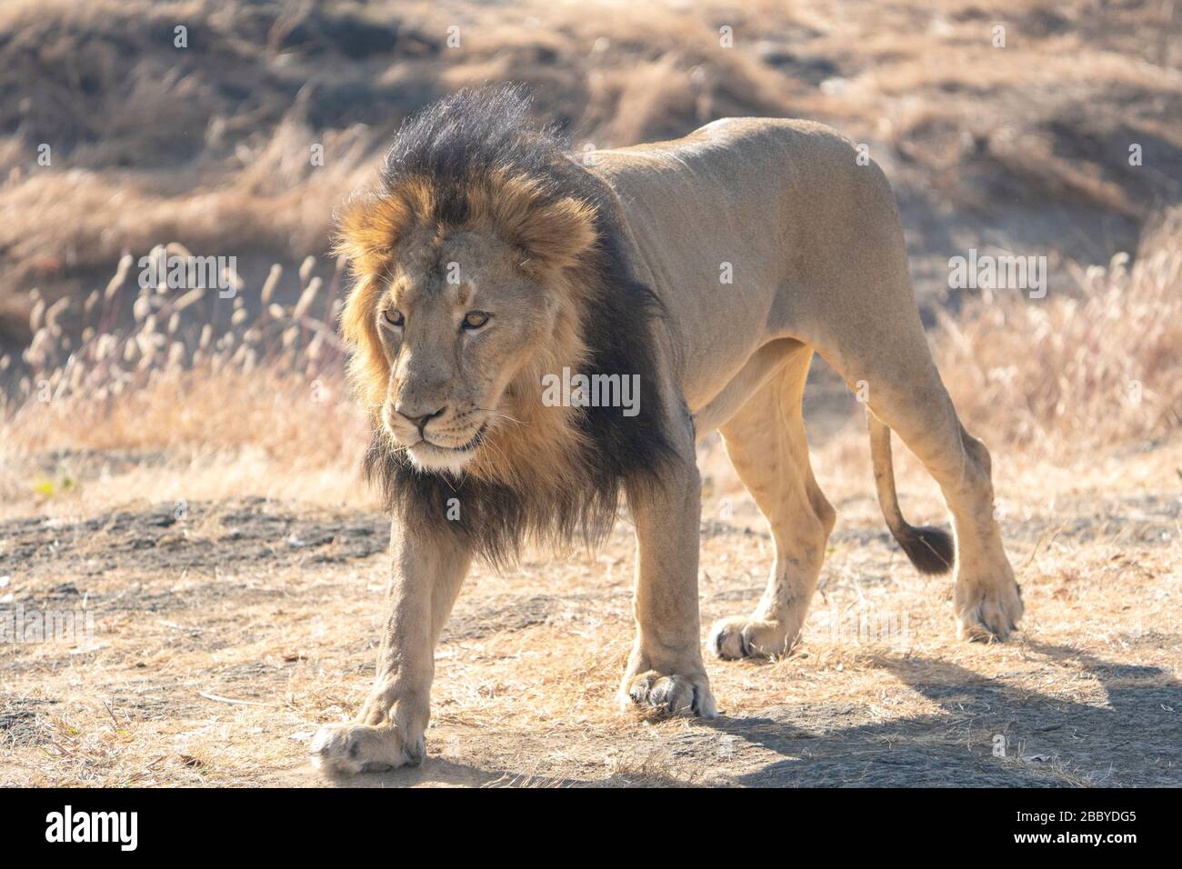 Asiatischer Löwe männlich auf Pfote in Devaliya Interpretation Zone, Sasan, Gujarat. Indien Stockfoto