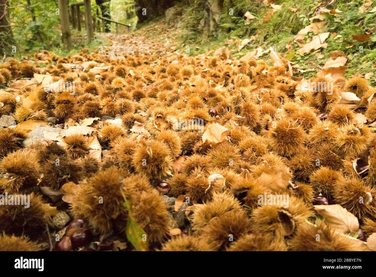 Kastanien in ihren Schoten sind auf dem Boden eines Waldes im Norden Italiens zu sehen Stockfoto