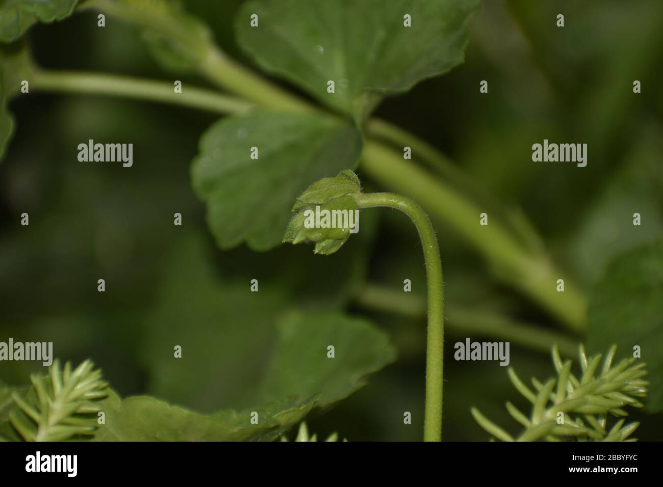 Ein Nahaufnahmen einer Blumenpflanze zur Blüte in Indien. Stockfoto