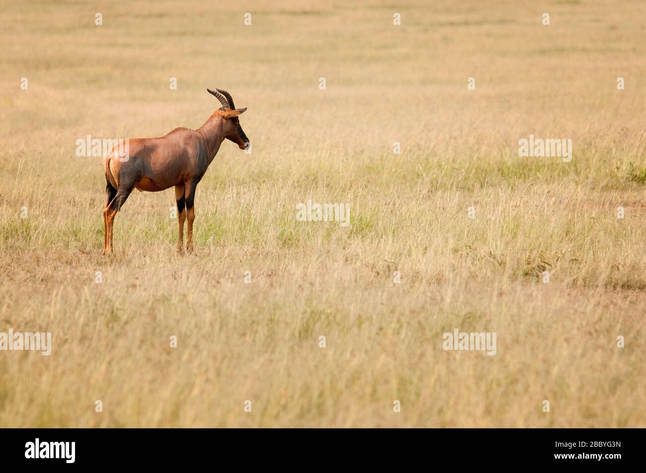 Topi, Damaliscus lunatus, in Masai Mara National Reserve. Kenia. Afrika. Stockfoto