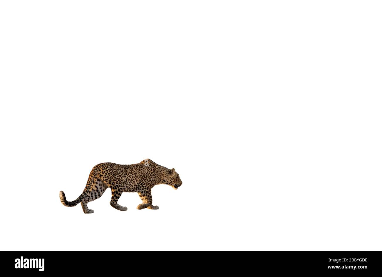 Leopard sticht isoliert auf weißem Hintergrund, Profilansicht Stockfoto