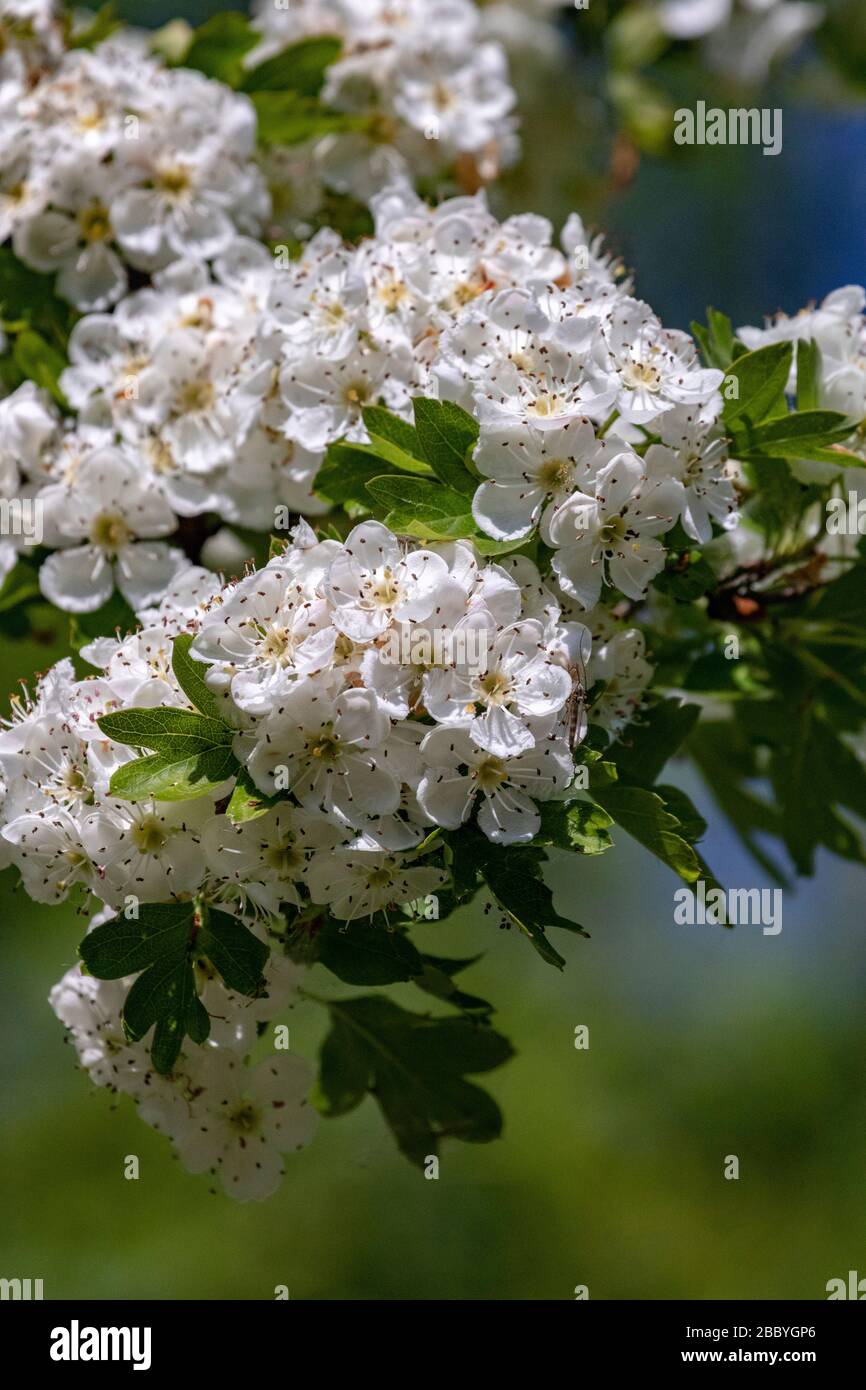 Baum mit weißer Frühlingsblüte Stockfoto