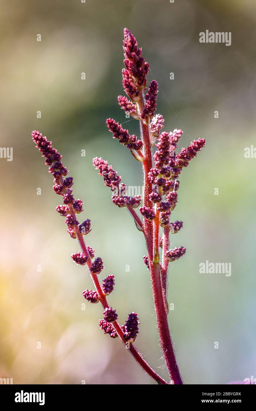 Rote astylbe falsche Ziegenbart Blume Stockfoto