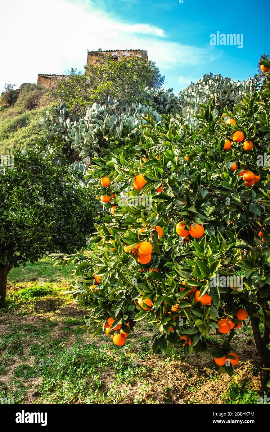 Orangenbaum auf einem Bauernhof in Sizilien, Italien Stockfoto