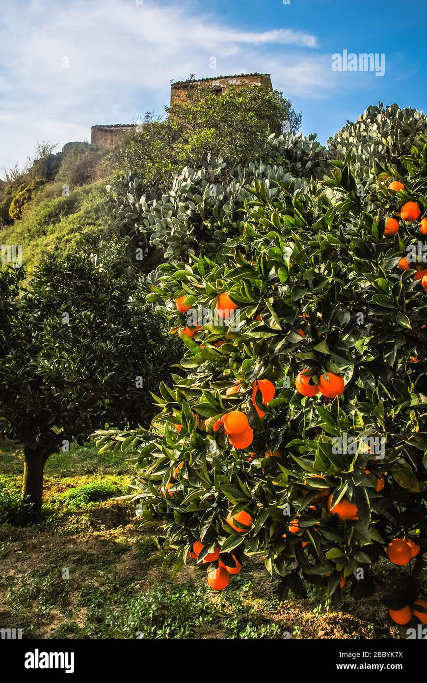 Orangenbaum auf einem Bauernhof in Sizilien, Italien Stockfoto