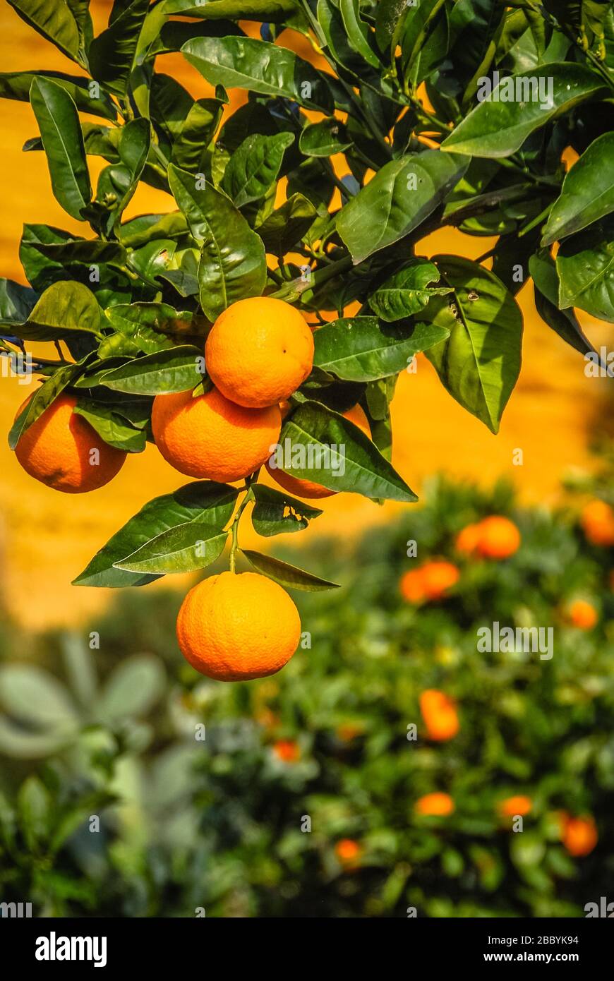 Orangenbaum auf einem Bauernhof in Sizilien, Italien Stockfoto