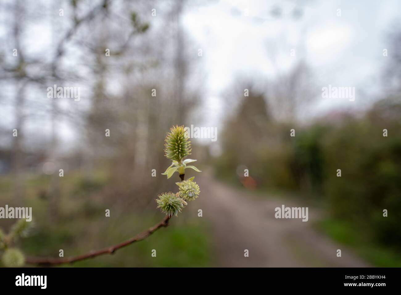 Ein blühender Baum im Frühjahr, bewölkt am Tag Stockfoto