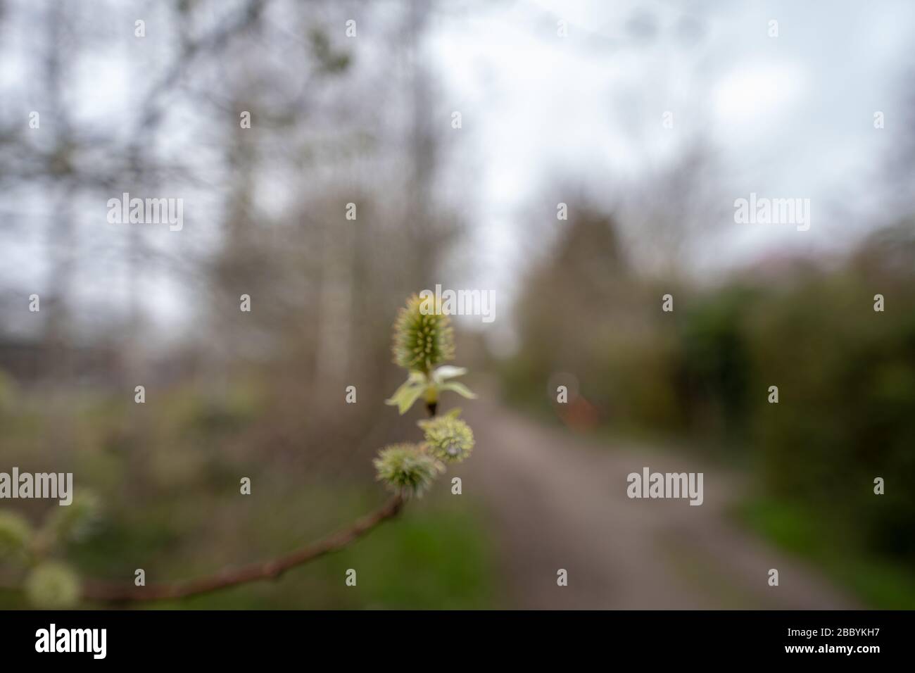 Ein blühender Baum im Frühjahr, bewölkt am Tag Stockfoto